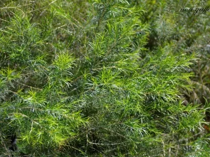 מללויקה מצומדת 'גרין דום'