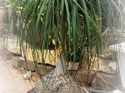 נולינה מופשלת  (בוקרנאה)