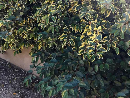 עץ שמן מנוקד 'מגוון'