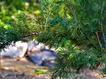 ערער סיני 'מינט-ג'ולפ'