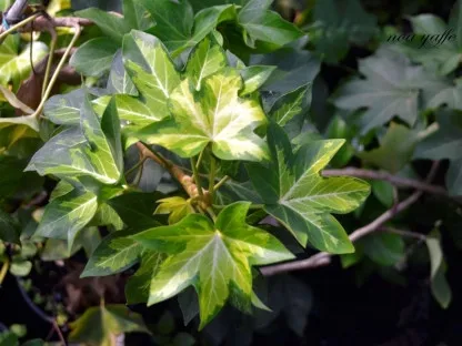 פטסיה יפנית מגוונת 'הדרה ליזה'