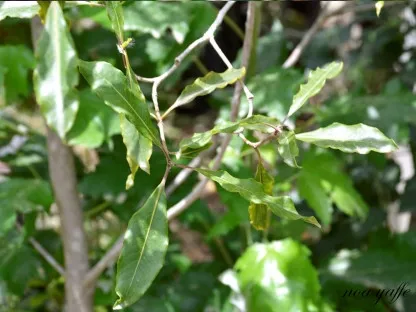 פיטוספורום גלוני