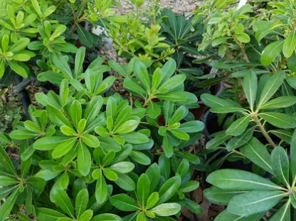 פיטוספורום יפני `ננסי`