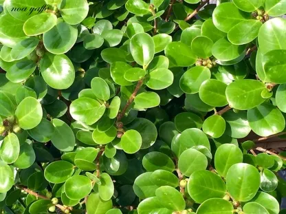 פיקוס גרין איילנד