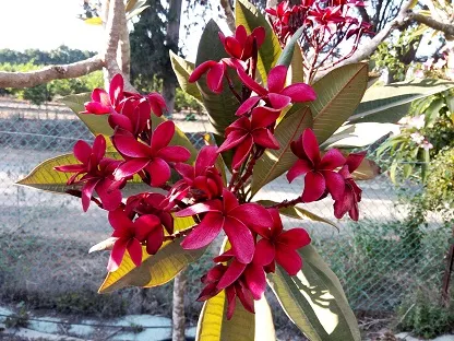 פלומריה ריחנית 'קטי מורן'