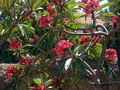 פלומריה ריחנית 'ג'ין מורן', ג'ין מורן