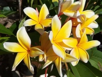 פלומריה ריחנית 'פיור גולד', פיור גולד,