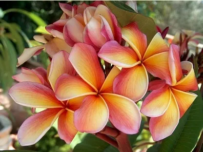 פלומריה ריחנית `פרוט סאלד`