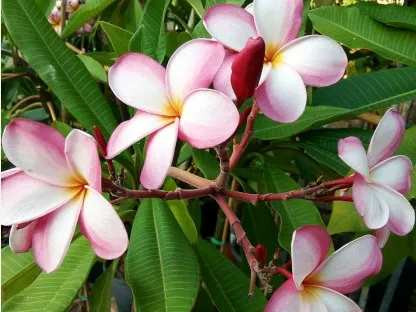 פלומריה ריחנית 'פונץ בננה', פונץ בננה,