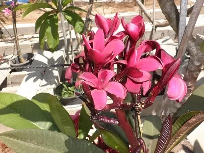 פלומריה ריחנית `סקוט פרט`