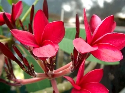 פלומריה ריחנית `אירמה בראין`