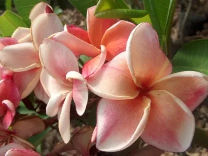 פלומריה ריחנית `פיץ` פנאנג`