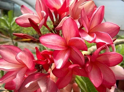 פלומריה ריחנית 'רדיש מורן'