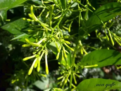 צסטרום לילי "יערת הדבש"