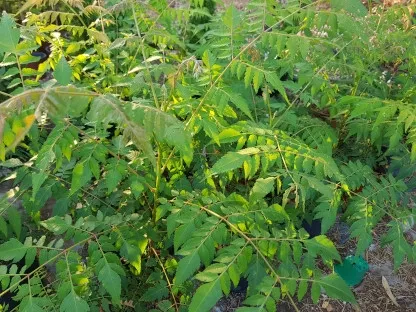 קלרויטריה דו-נוצתית