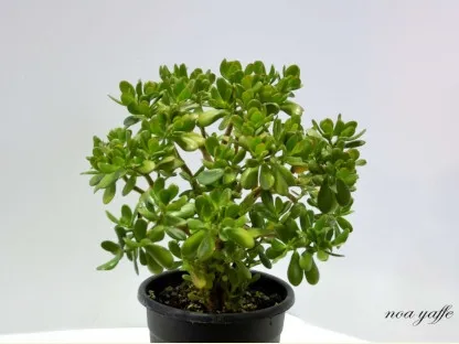 קרסולת הגינות