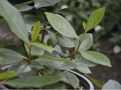 קת נאכלת  (גת)