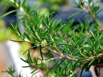 רוזמרין רפואי 'בלו-לגון'