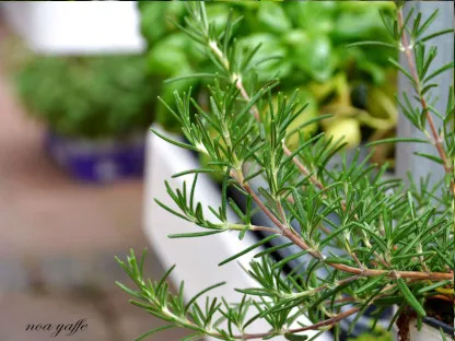 רוזמרין  רפואי "זנב-שועל"