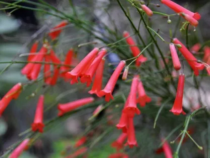 רוסליה שבטבטית ננסית