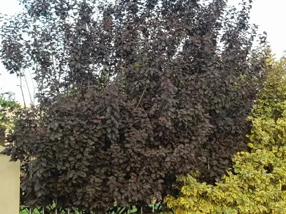 שזיף הדובדבן אדום (פיסרדי)