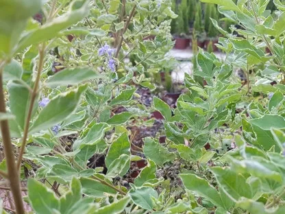 שיח אברהם  משלש 'מגוון'