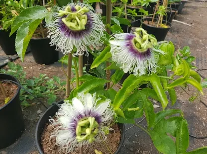 שעונית נאכלת, פסיפלורה