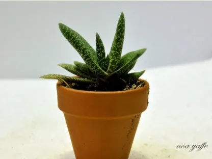 גסטריה מגבששת