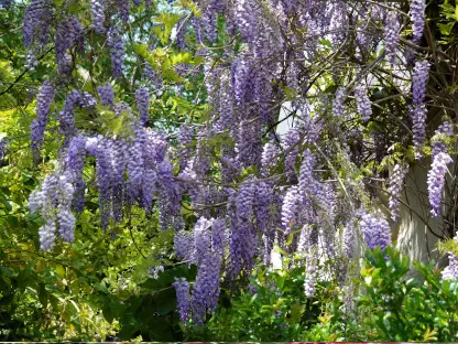 ויסטריה סינית