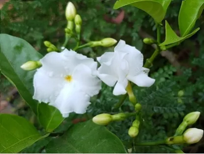 טברנמונטנה עטורה