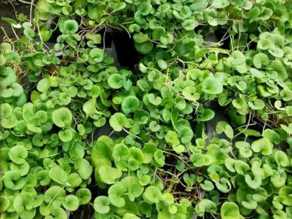 דיכונדריה זוחלת