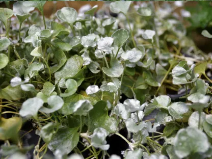 דיכונדריה כסופה