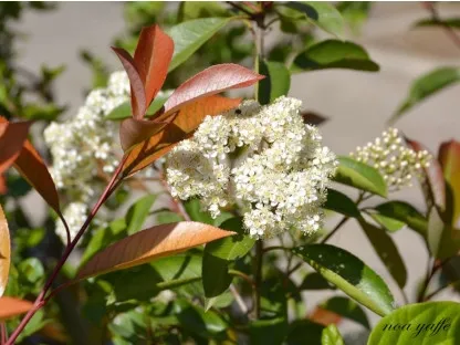 פוטיניה פרסרי 'רד-רובין'