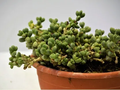 אוסקלריה דלתונית