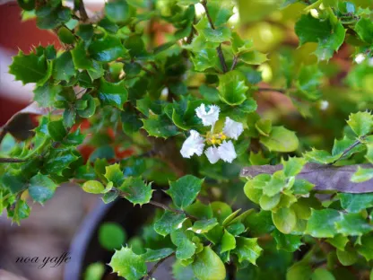 מלפיגה גרגירית