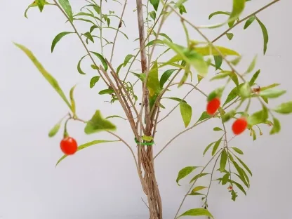 גוג'י ברי (ליכיום ברברום)