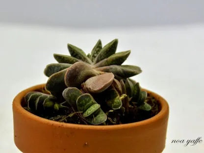 גסטריה ננסית