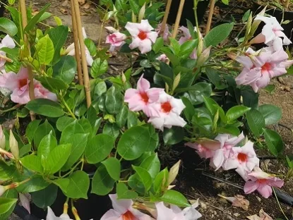 מנדוילה הדורה