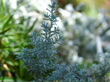 מאירית צורתית (קוכיה)