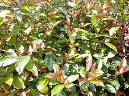 סיזיגיון 'רמבלר'