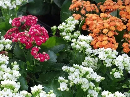 נצנית אדומה