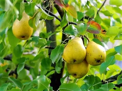 אגס תרבותי 'ספדונה'