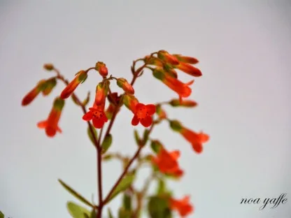 נצנית 'וונדי'