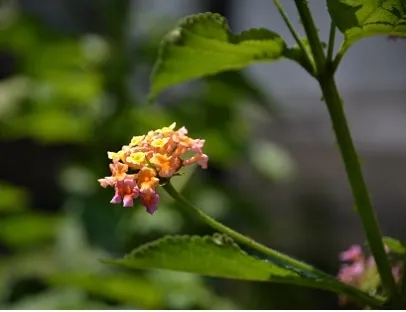 לנטנה ססגונית