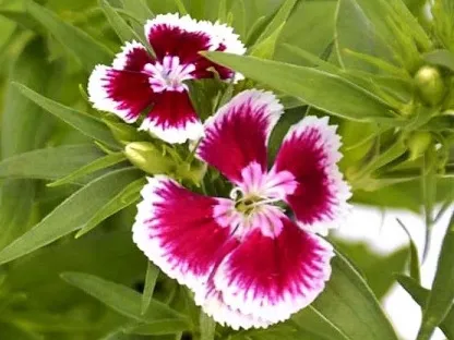 ציפורן סיני