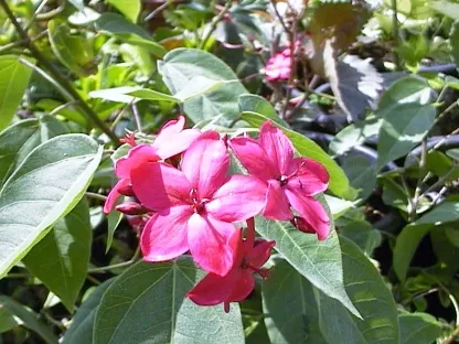 יתרופה תמימה