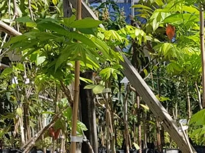 קריה (פקאן) תרבותית