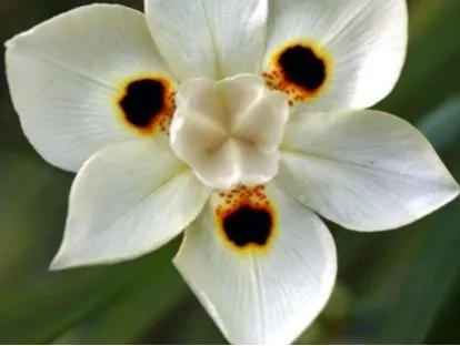 דיאטס דו גוני