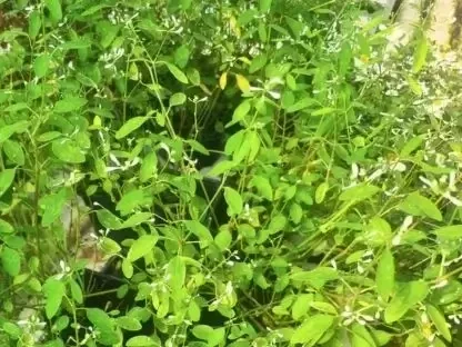 חלבלוב היערות