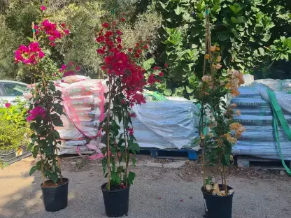 בוגונביליה נאה מטפס על במבוק